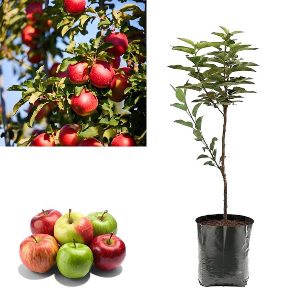 Seeds Ville HRMN-99 Grafted Live Apple Plant for Hot Weather