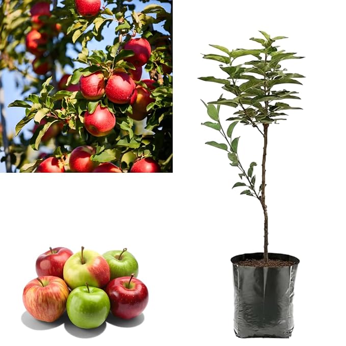 Seeds Ville HRMN-99 Grafted Live Apple Plant for Hot Weather
