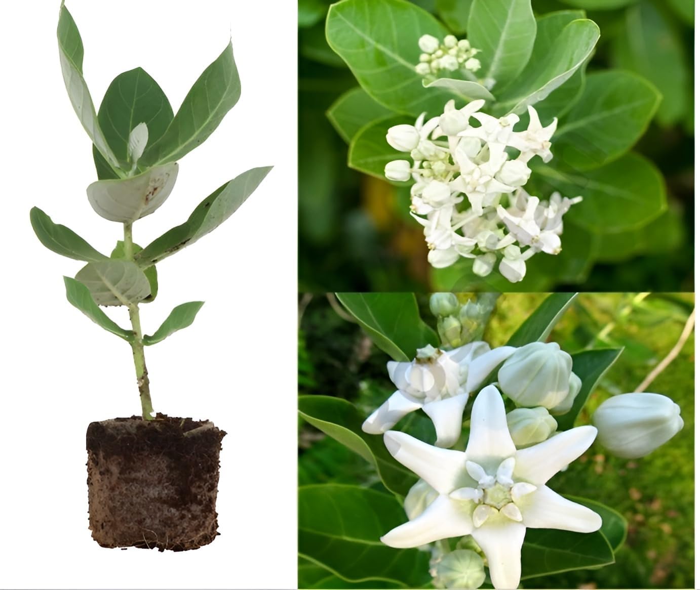 Bigreen Live Lavender Plant with Pot | Aromatic Shrub plants for Home Garden, Balcony, Indoor & Outdoor Décor | Year-Round Purple Blooms | Low-Maintenance, Sun-Loving Herb