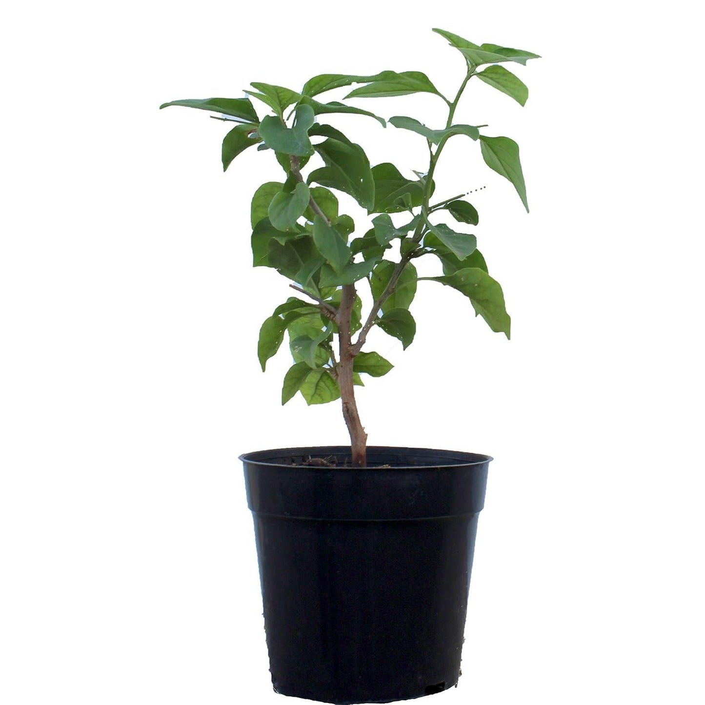 PlantyGO Rare Imported Live Blueberry Fruit Plant with Black Plastic Pot – Sweet & Juicy Blueberry Bush for Home Garden, Balcony, and Indoor Gardening