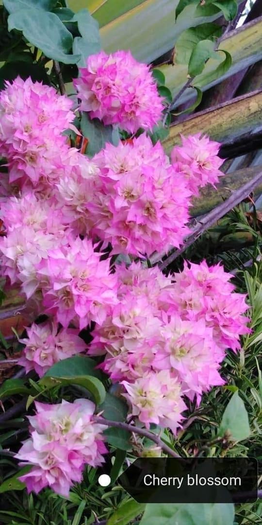 Cherry Blossom Bougainvillea Kagoj Ful Shrubs Grafted Flower Live Plants & Tree (1-2 Feet Size) - Cherry Blossom Bougainvillea Plant with Grow Bag | Plant for Outdoor & Home Garden