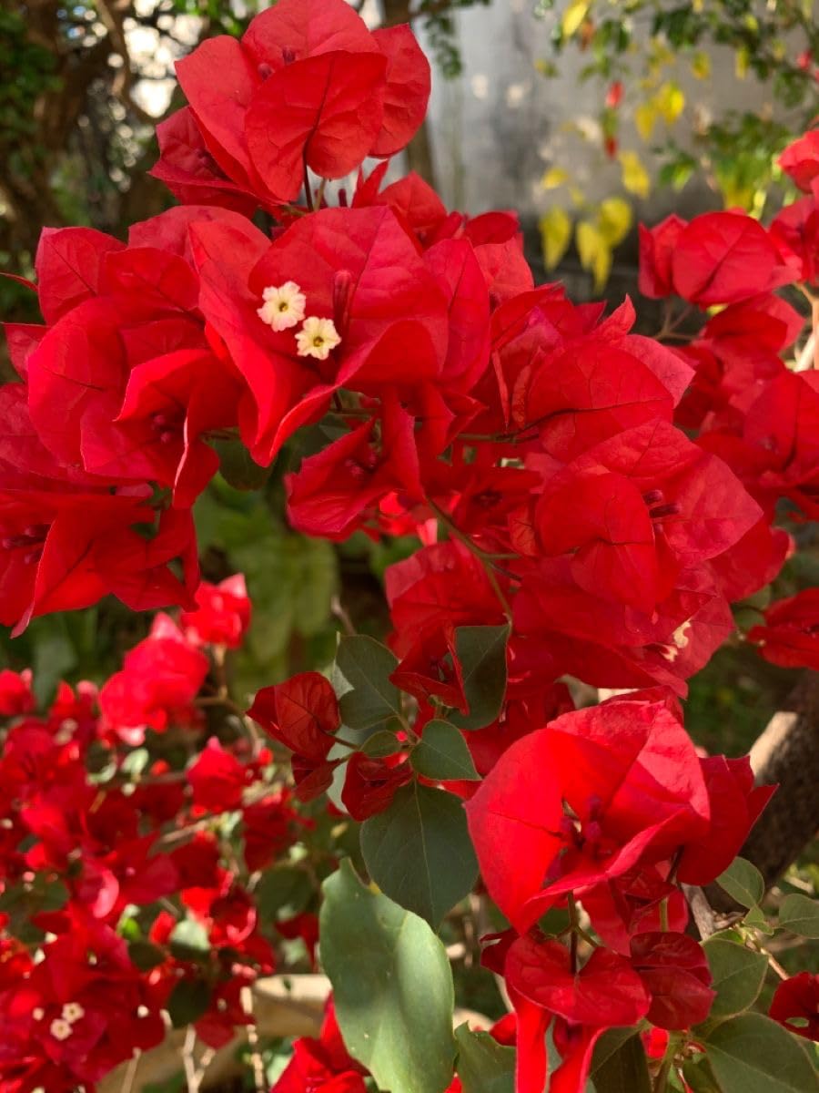 Seeds Ville Bougainvillea Live Flowering Plant Pack of 1