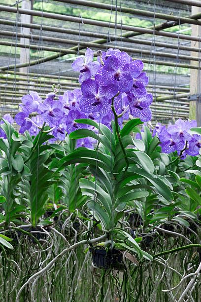 Seeds Ville Vanda Orchid Live Plants Combo Pack of 4 Mixed Colors