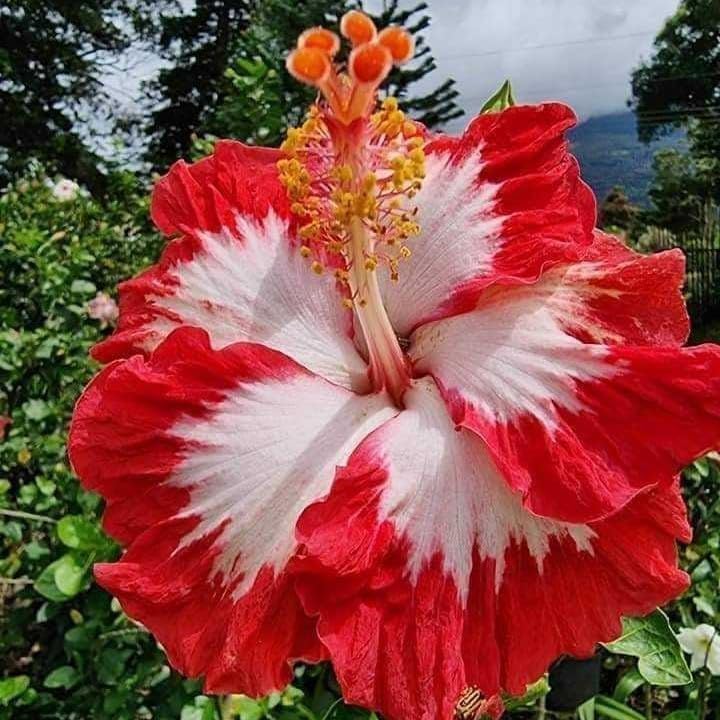 Seeds Ville American Variety Hibiscus Live Flower Plant
