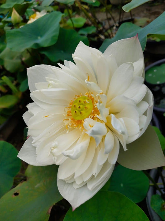 Lotus Flower (Tuber) Original Bharati Tropical White Variety Live Plant And All Season Flowers Pack Of 1