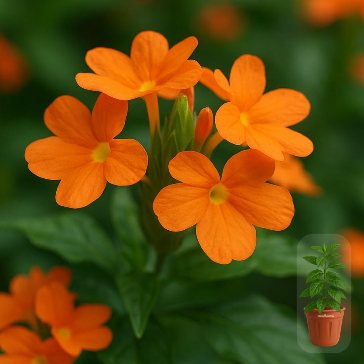 Seeds Ville Kanakambaram Crossandra Live Flowering Plant in Pot