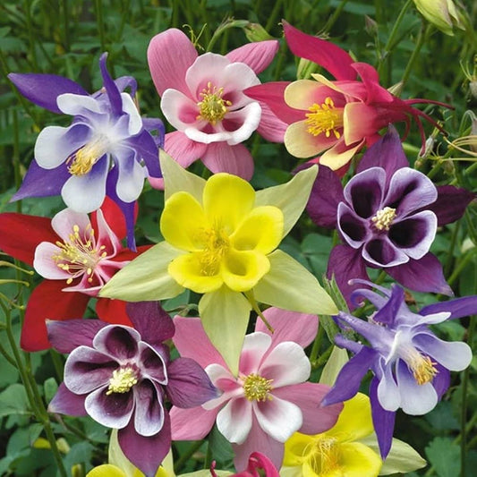 50 SEEDS- Columbine Mix Aquilegia Perennial Flower Seeds- Home Garden Eco Pack