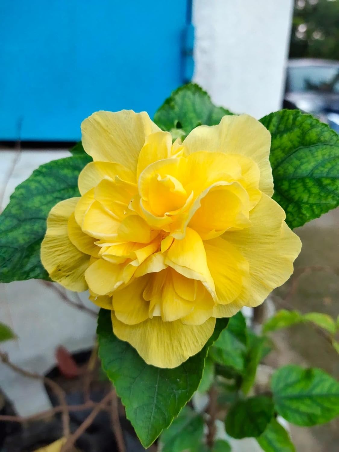 Bigreen Live Lavender Plant with Pot | Aromatic Shrub plants for Home Garden, Balcony, Indoor & Outdoor Décor | Year-Round Purple Blooms | Low-Maintenance, Sun-Loving Herb