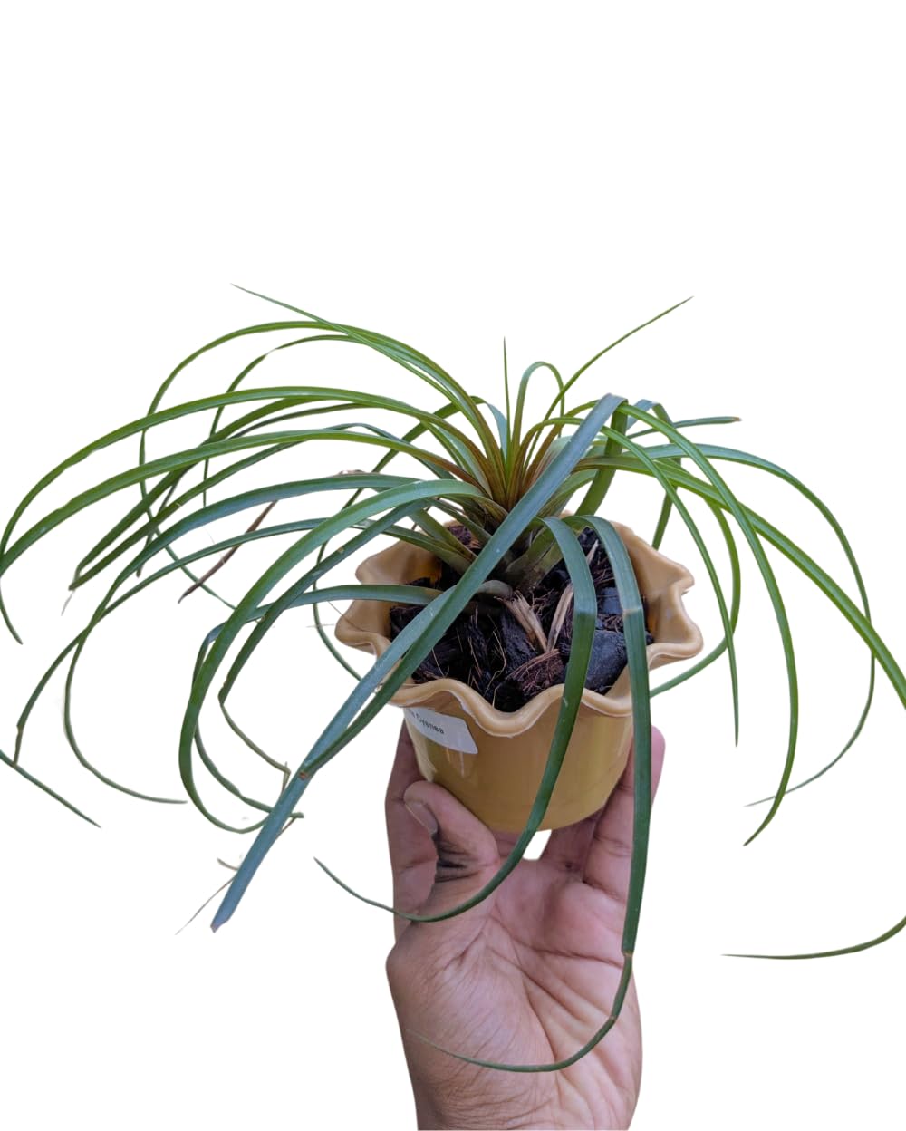 Seeds Ville Pink Quill Tillandsia Live Plant in Pot