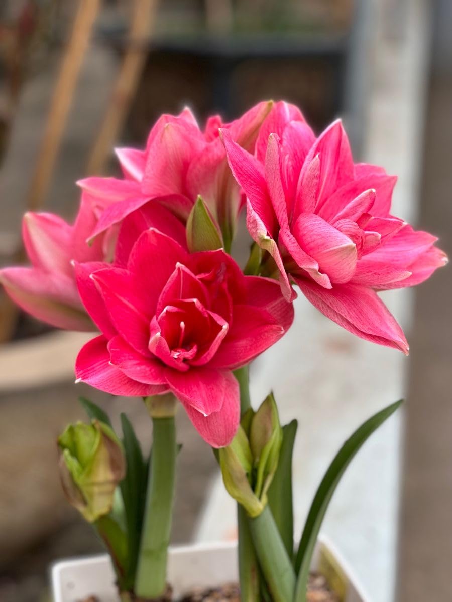 Radha Krishna Agriculture® Amaryllis Lily Flower Bulbs Double Imported for Home and Gardening Pack of 1 Bulbs (MAROON)