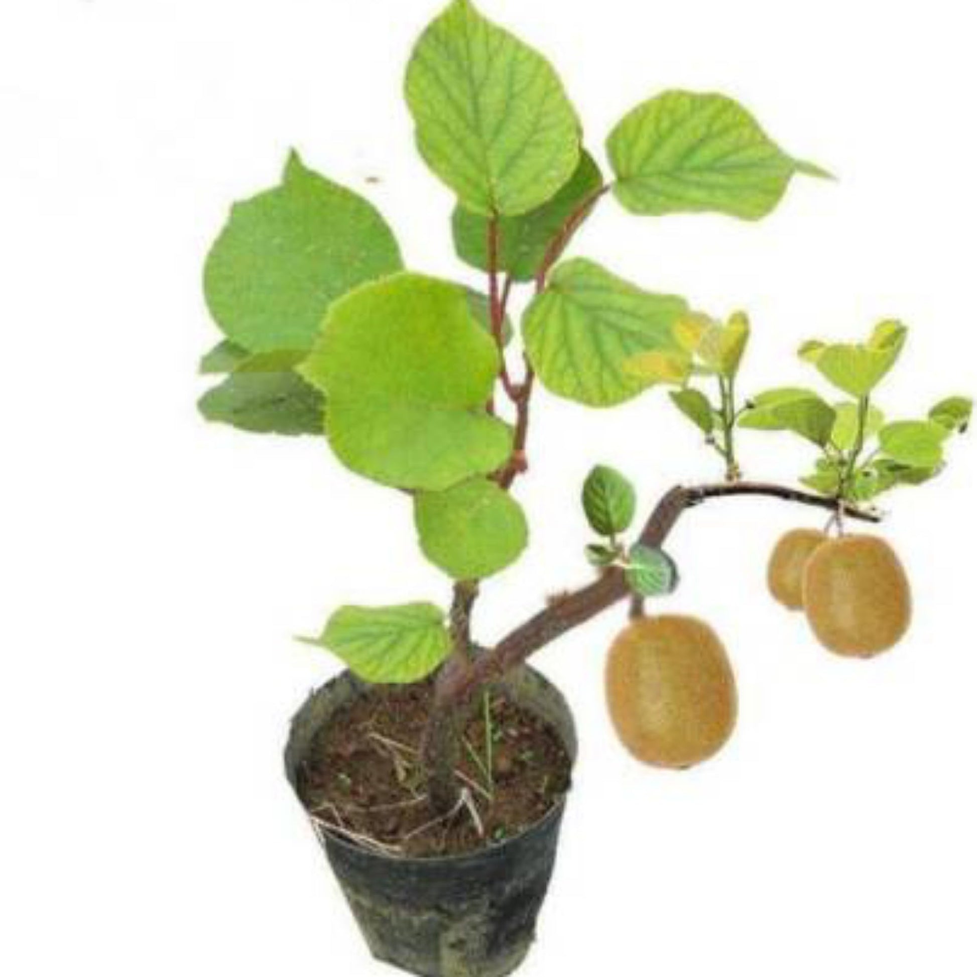 Kiwi Plant – Live Grafted Fruit Vine for Home Garden | Cold-Hardy, Fast-Growing Climber in Pot | Organic Kiwi Sapling (1)