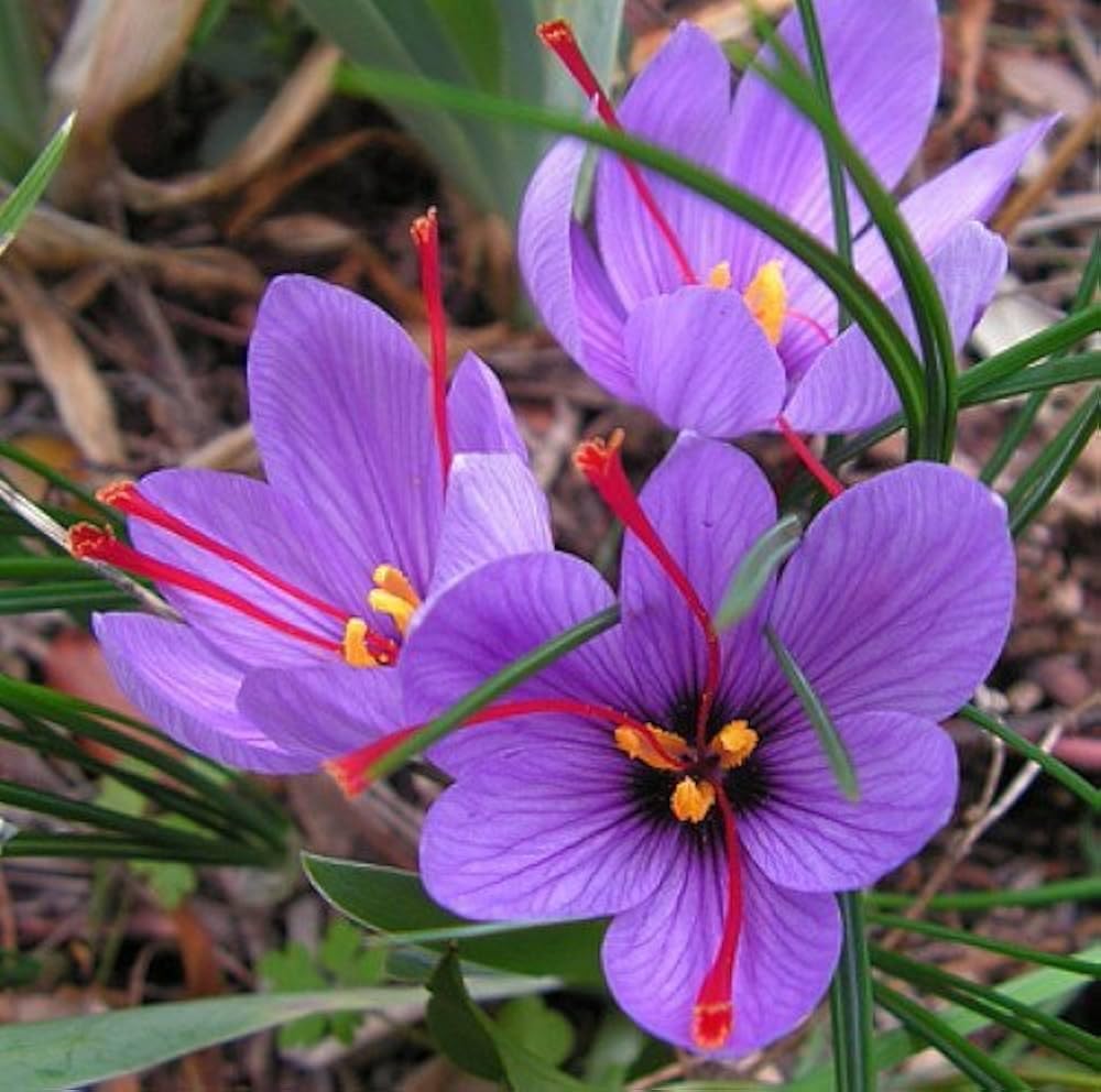 Seeds Ville Saffron Autumn Blooming Crocus Sativus Live Plant Black Pot
