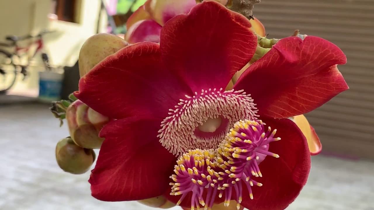 NooElec Seeds India E Garden Hybrid All Season Flower Seeds For Home Garden - 30 Seeds Pack (Gerbera Mix Seeds) - Seeds Ville