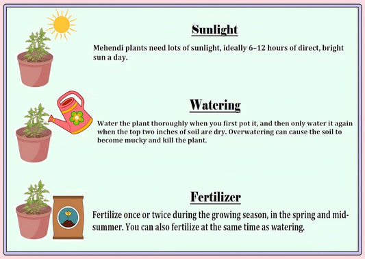 Live Tropical Fruit Live Plant - Dwarf Rare Bush Blueberry Fruit 1 Healthy Plant Come In Black Plastic Pot