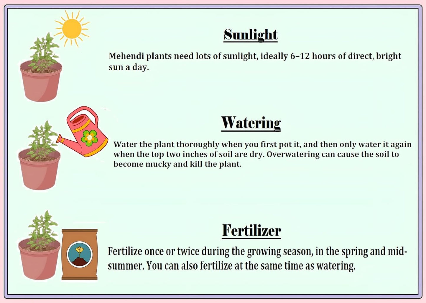 Live Black Grape Sweet Angur Fruit Live Plant " Air Layered/Grafted Orginal (Pack of-1) Healthy Fruit Plants with pot