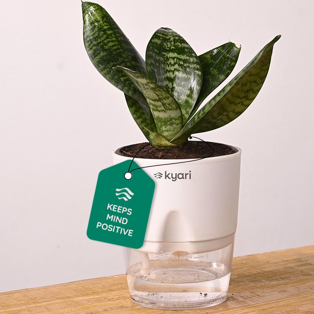 KYARI Sansevieria Green Snake Air Purifier Plant with White Self Watering Pot - Small 4 Inch