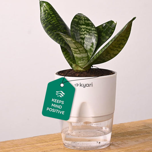 KYARI Sansevieria Green Snake Air Purifier Plant with White Self Watering Pot - Small 4 Inch