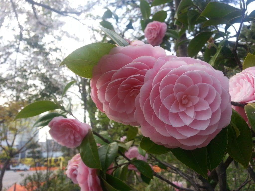 Camellia Pink Perfection flower Live Plant Rare Hybrid (Plant Height 1.5-2 Feet) Live Flower Plant for Home Garden Indoor Outdoor Shrubs Tree - Seeds Ville