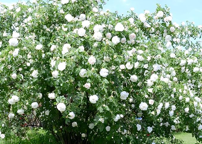 All season"White Rose" GRAFTED Climbing Hybrid Double Petal 1 Healthy Flowering Live plant for Home Garden tree Plant Height 1 feet in Nursery Grow Bag - Seeds Ville
