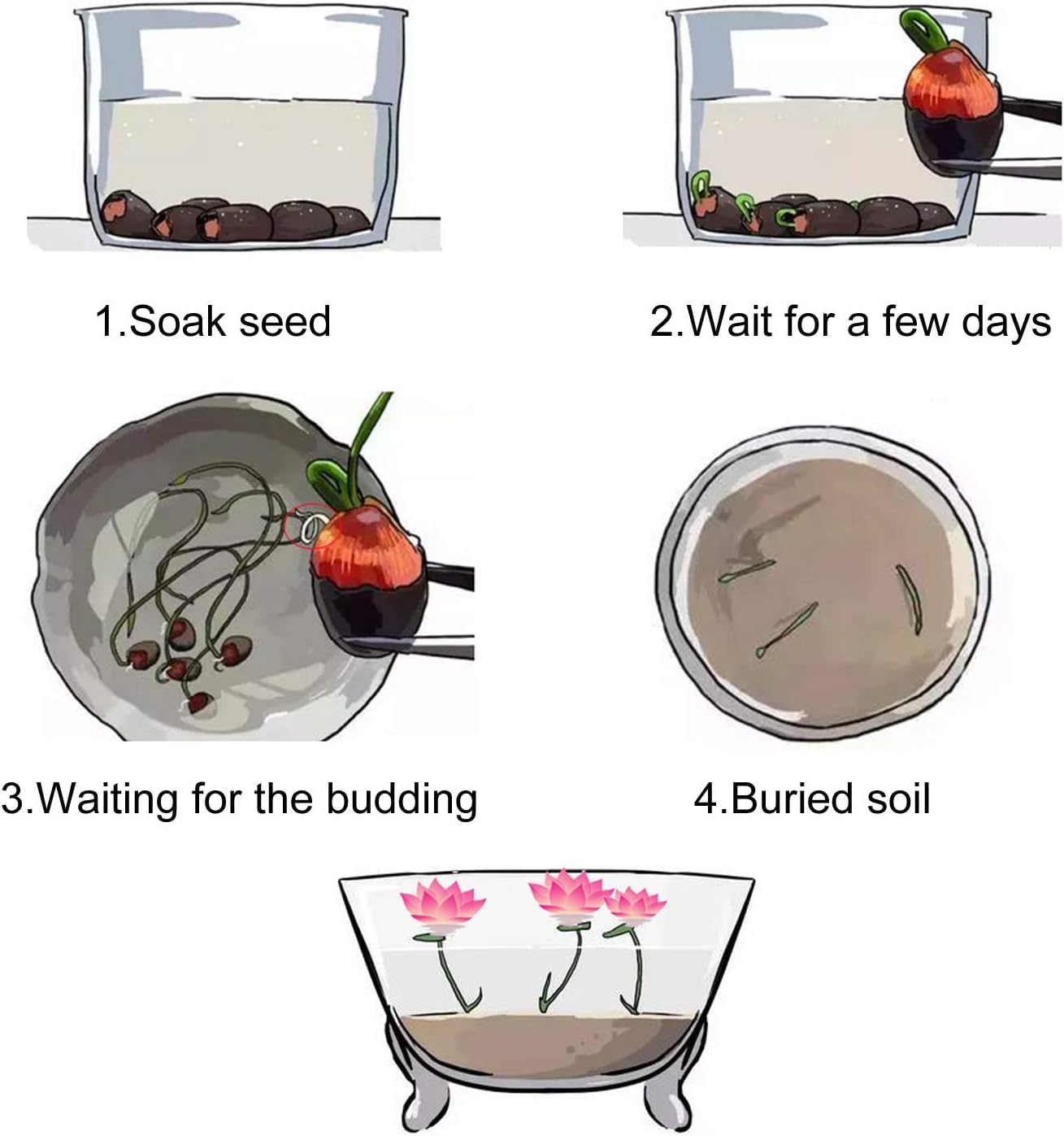 NooElec Seeds India 15+ Seeds- Bowl Lotus Seeds, Water Lily Flower Plant Seed Flowering Aquatic Fresh Garden Seeds - Seeds Ville