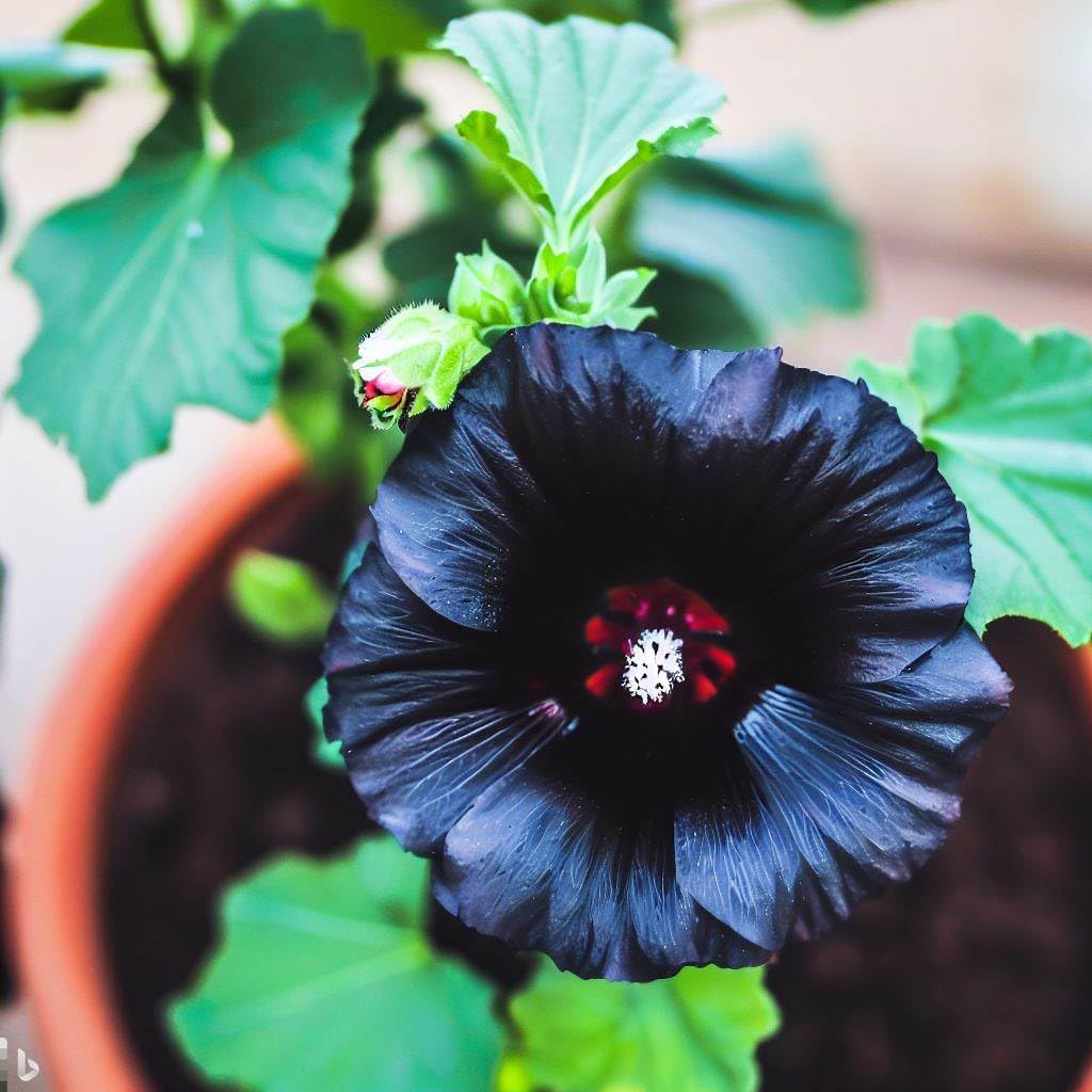 30+ Seeds- Hybrid Black Hollyhock Flower Seeds For Home Garden - High Germination Seeds - Seeds Ville