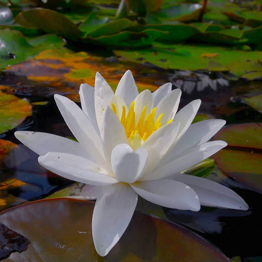 20+ SEEDS- Hybrid Asiatic White Lotus Flower Seeds- Grow Indoor or Outdoor- Year Round. - Seeds Ville