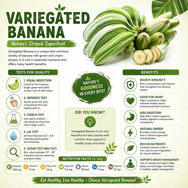 Variegated Musa Banana Plant Tropical Tree for Home Gardening
