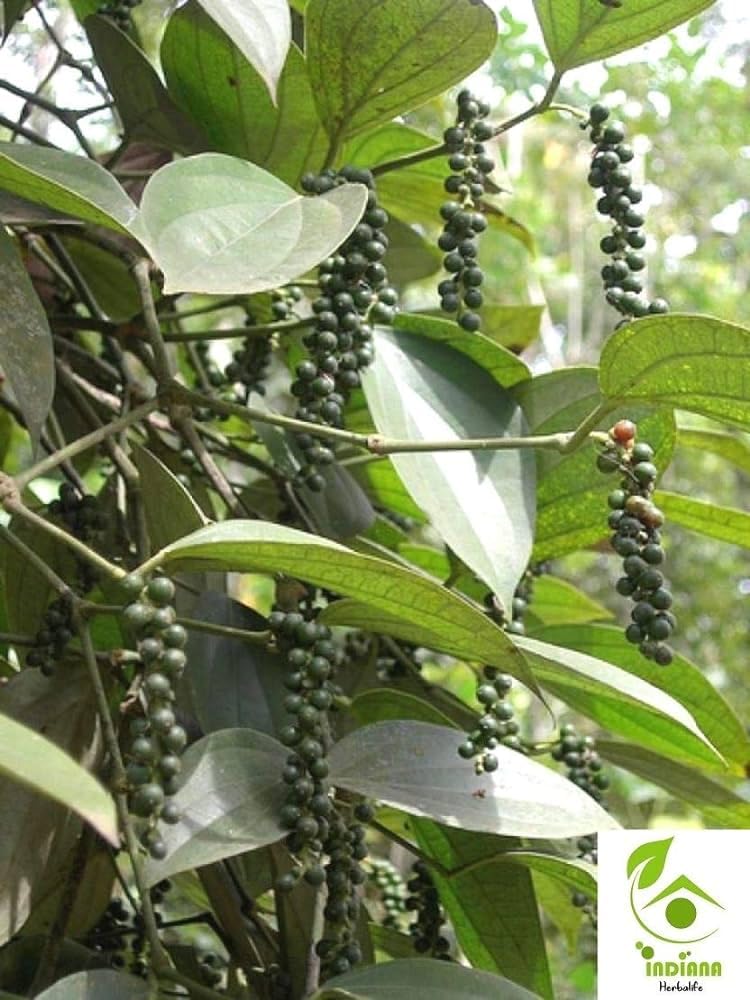 Hybrid Black Pepper Plant, Kali Mirch- Medicinal plant pack of 1