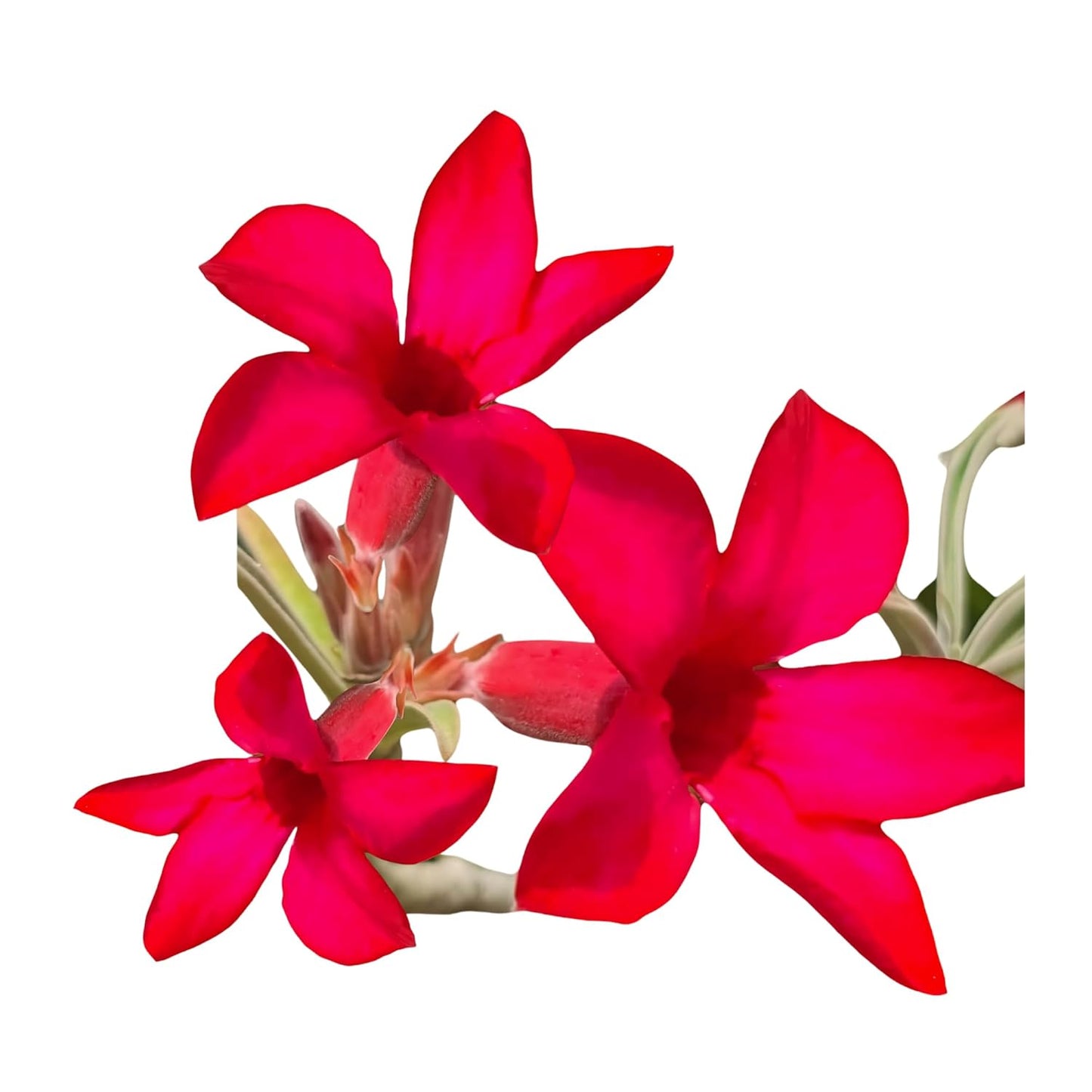 Samarth Cactus Adenium Crimson Red Star, Rare Desert Rose, Red Flowers, Air Purifier Indoor Natural Rare Live Plant With Pot Succulent For Living Room, Bedroom,Home Garden Balcony Office Decor