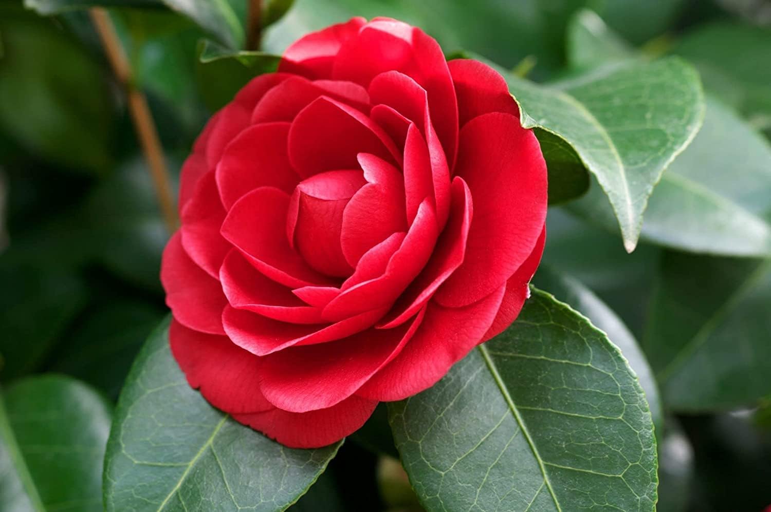Red Camellia Flower Live Plant (PACK OF-1) Plant Height 1.5 Ft To 2 Ft - Seeds Ville