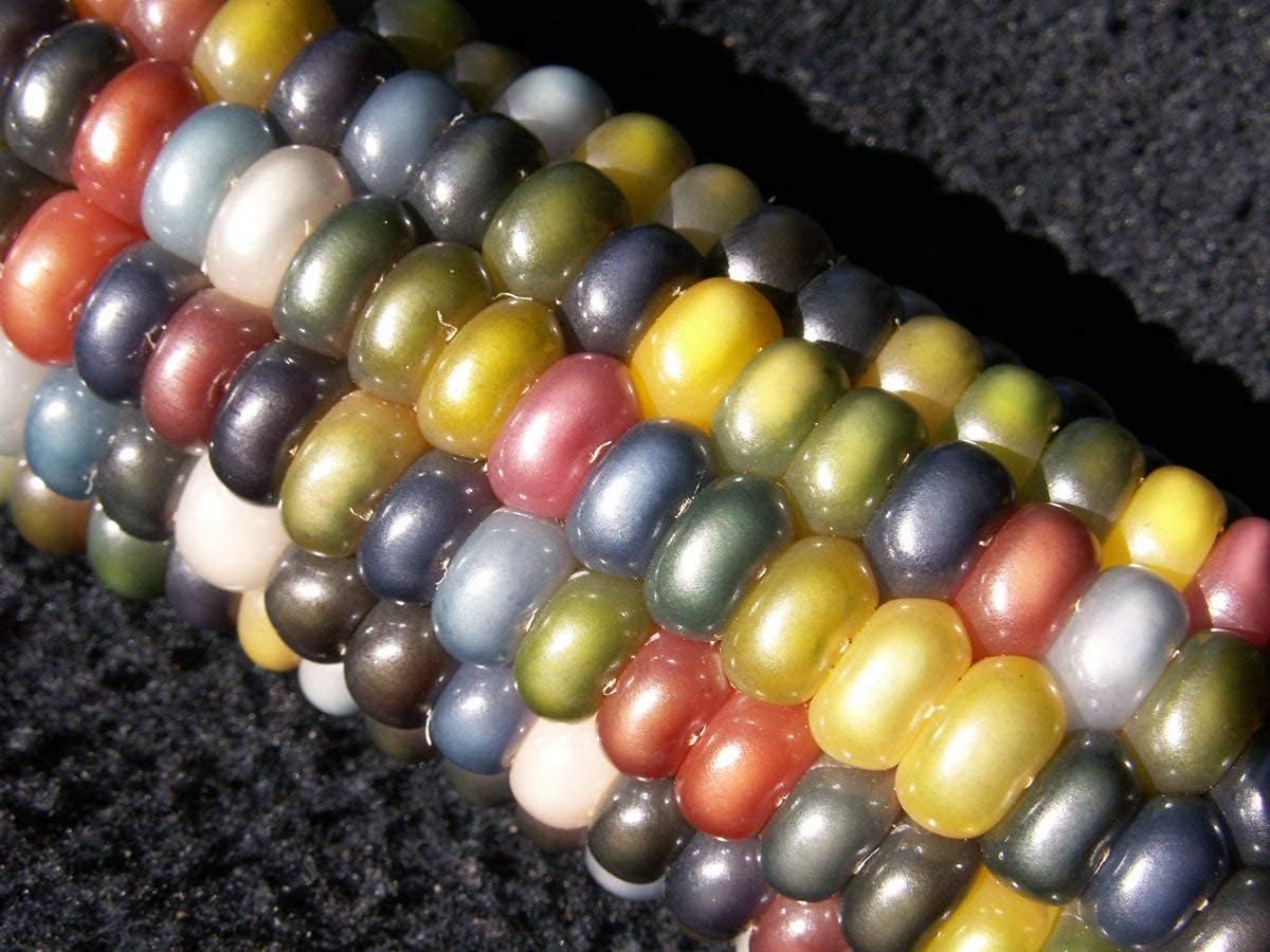 100 Glass Gem Corn Seeds Non-GMO Popcorn Delicious Jewel-Toned Glass-Like Kernels Grown in USA Rare Ornamental and Edible HARLEY SEEDS Zea mays