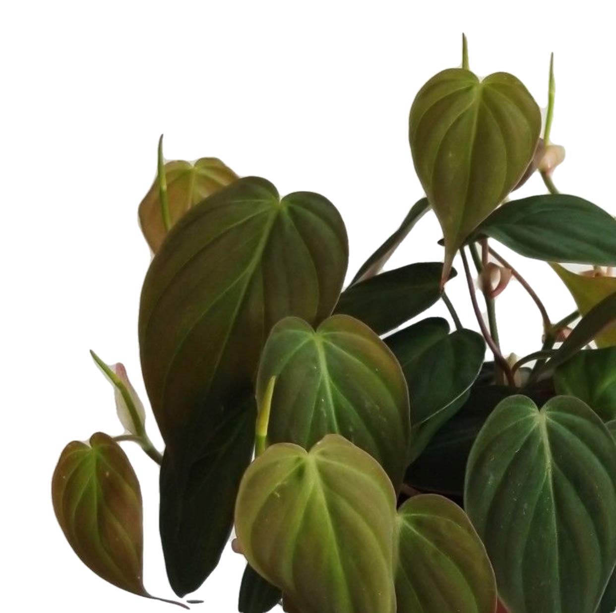 The Four Seasons Philodendron Micans | Velvet Leaf | Hederaceum | Rare Natural Live Plant in Pot