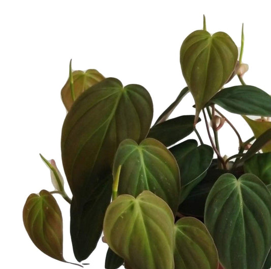The Four Seasons Philodendron Micans | Velvet Leaf | Hederaceum | Rare Natural Live Plant in Pot