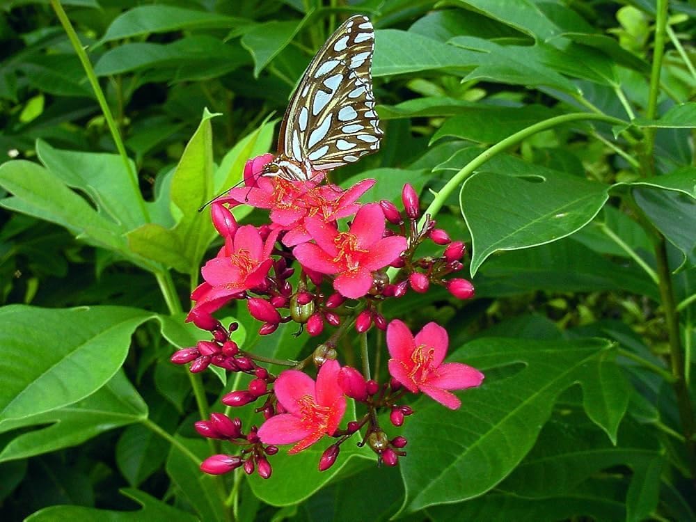 Bigreen Live Lavender Plant with Pot | Aromatic Shrub plants for Home Garden, Balcony, Indoor & Outdoor Décor | Year-Round Purple Blooms | Low-Maintenance, Sun-Loving Herb