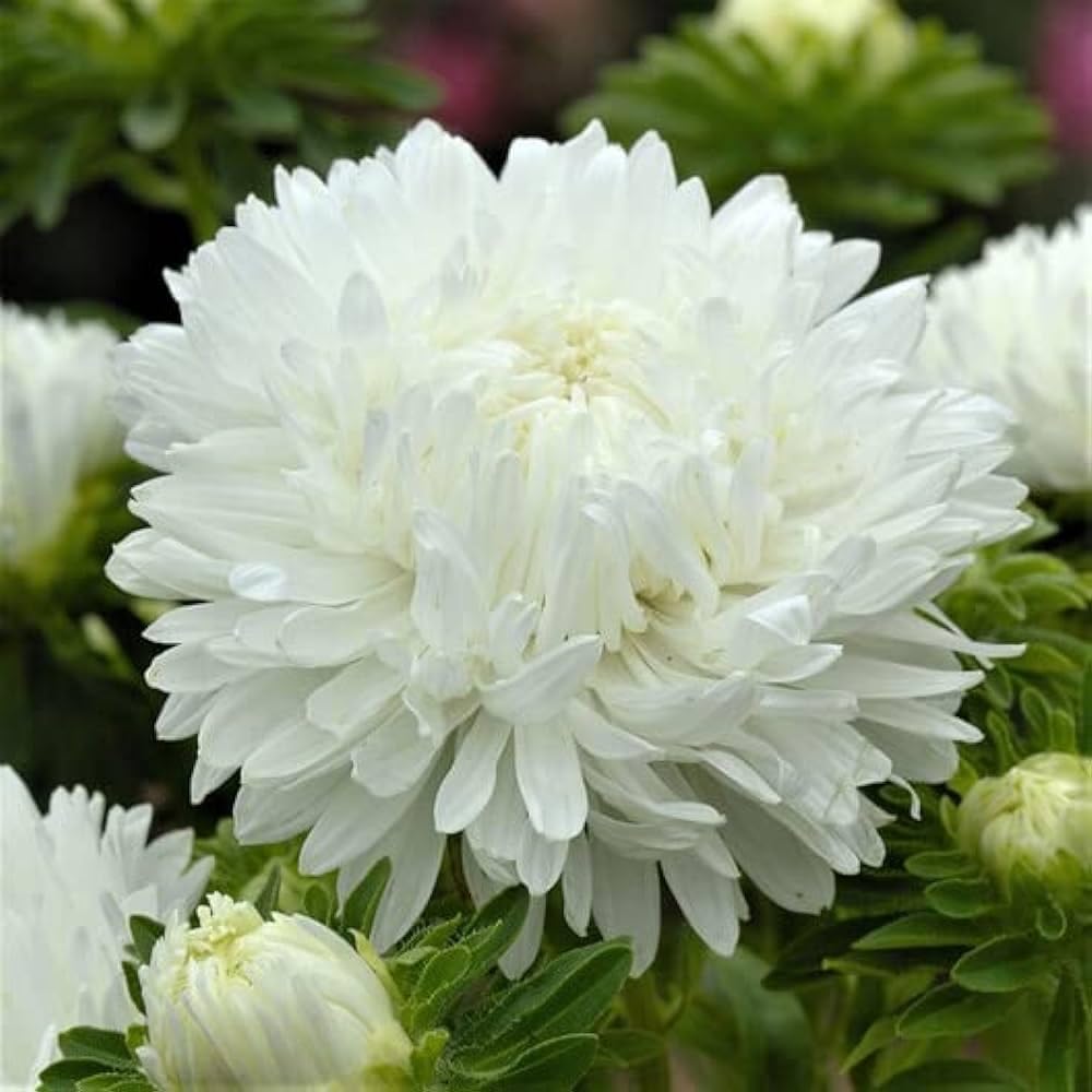 NooElec Seeds India 50+ SEEDS- All Seasons Aster Peony Mix Flower Seeds For Planting Home Garden.4 Colours - Seeds Ville