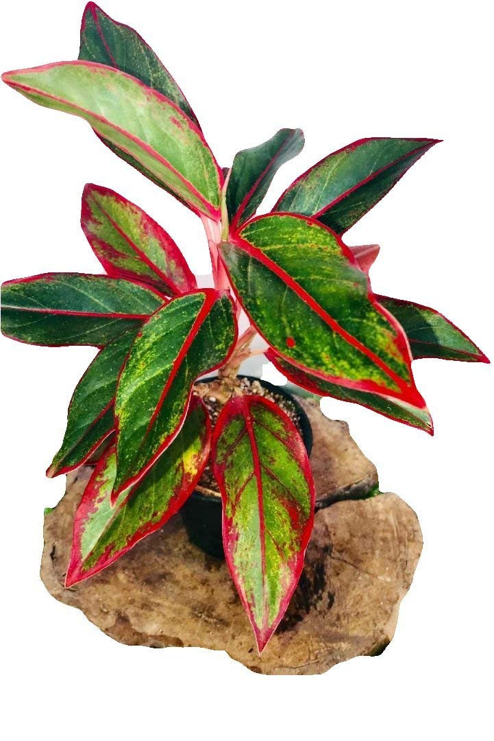 The Four Seasons Aglaonema Lipstick Red | Siam Aurora Red | Natural Live Plant in Nursery Pot