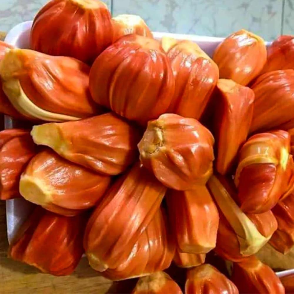 Dishita Go Green - Live Fruit Plants (Jackfruit Vietnam Super Early 1 Year Fruiting Variety - Ayur Jack Varikka Katahal Chakka Fruit Grafted Live Plant & Tree (1-1.5Ft Size))