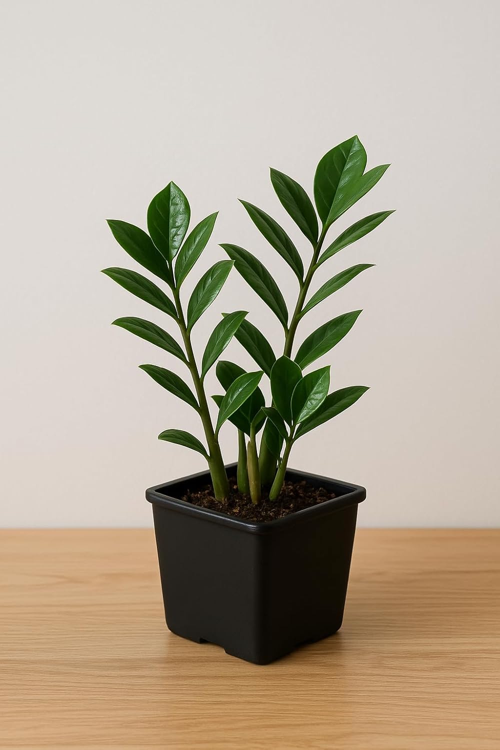 SA CART LIVE Zamioculcas Raven/Black ZZ Plant (Zamioculcas zamiifolia) - Live Plant For Indoor (Home & Garden) With Pot)