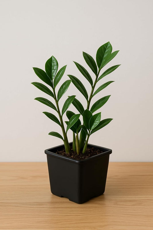 SA CART LIVE Zamioculcas Raven/Black ZZ Plant (Zamioculcas zamiifolia) - Live Plant For Indoor (Home & Garden) With Pot)