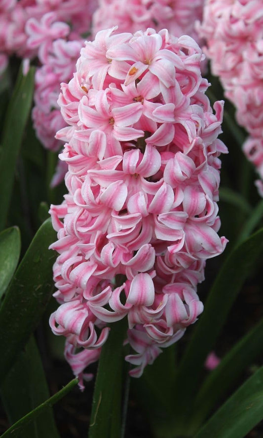 Rajanigandha Tree Live Plant, Pink Flowering, Weather Resistant Garden Plant, Pack of 4