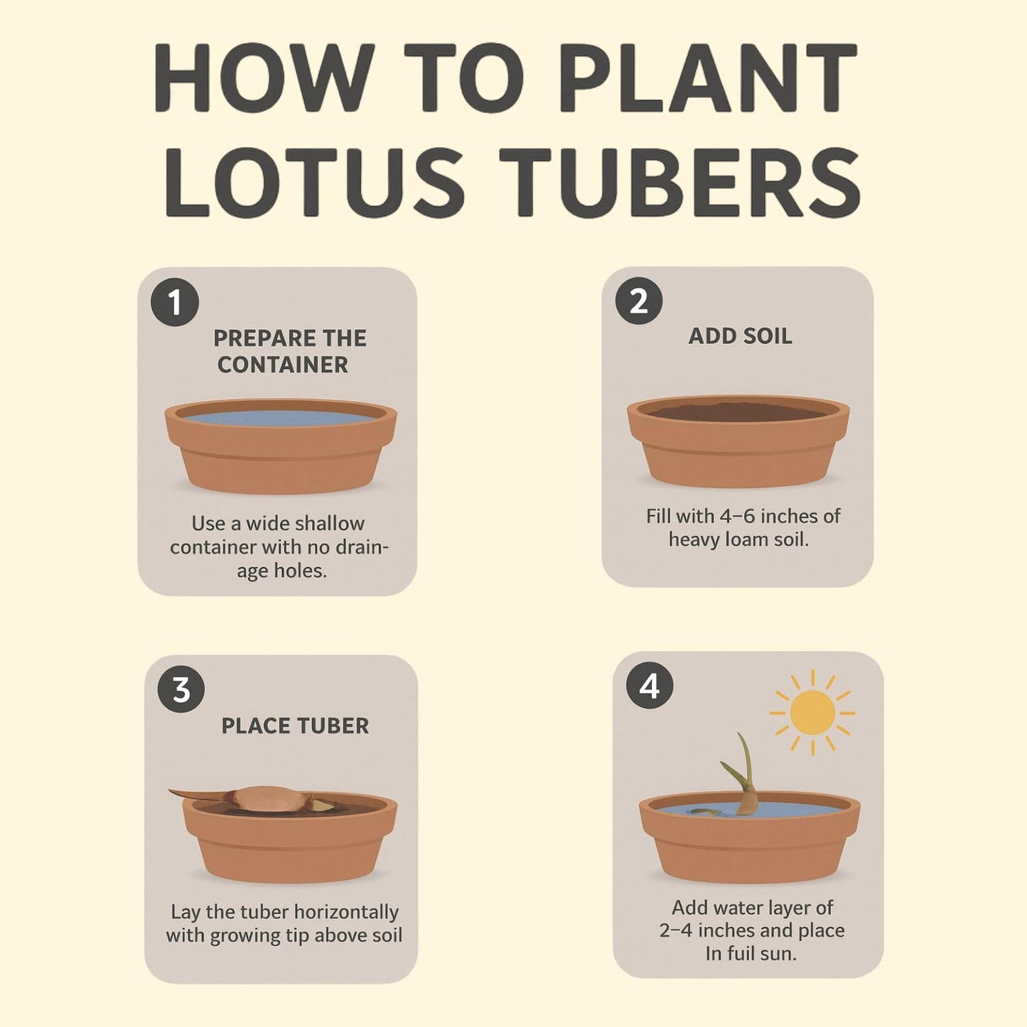 Lotus live plant | Rare plant | Original color guarantee plant | Indoor & Outdoor Live plant (Code 32)