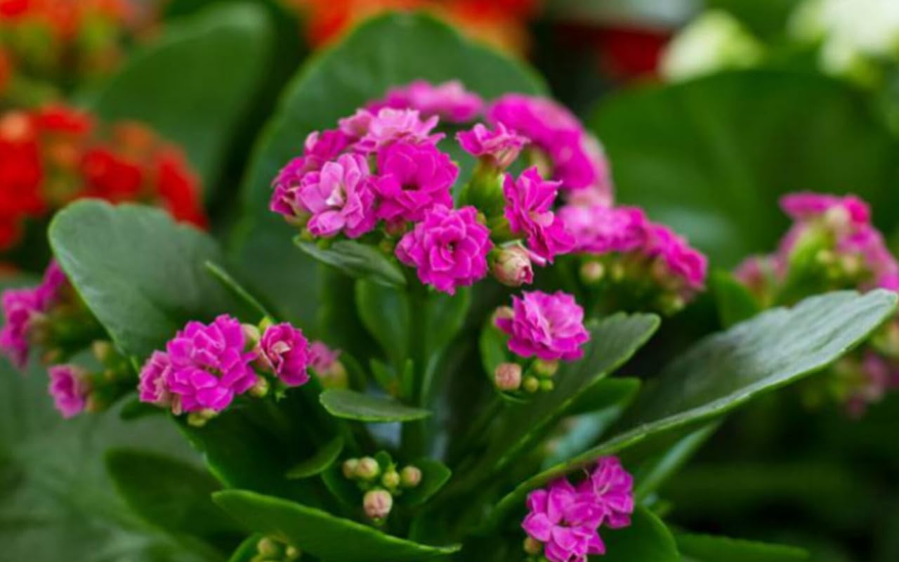 All season beautiful special variety live Red kalanchoe flower plant (Pack of 1 Healthy live plant)