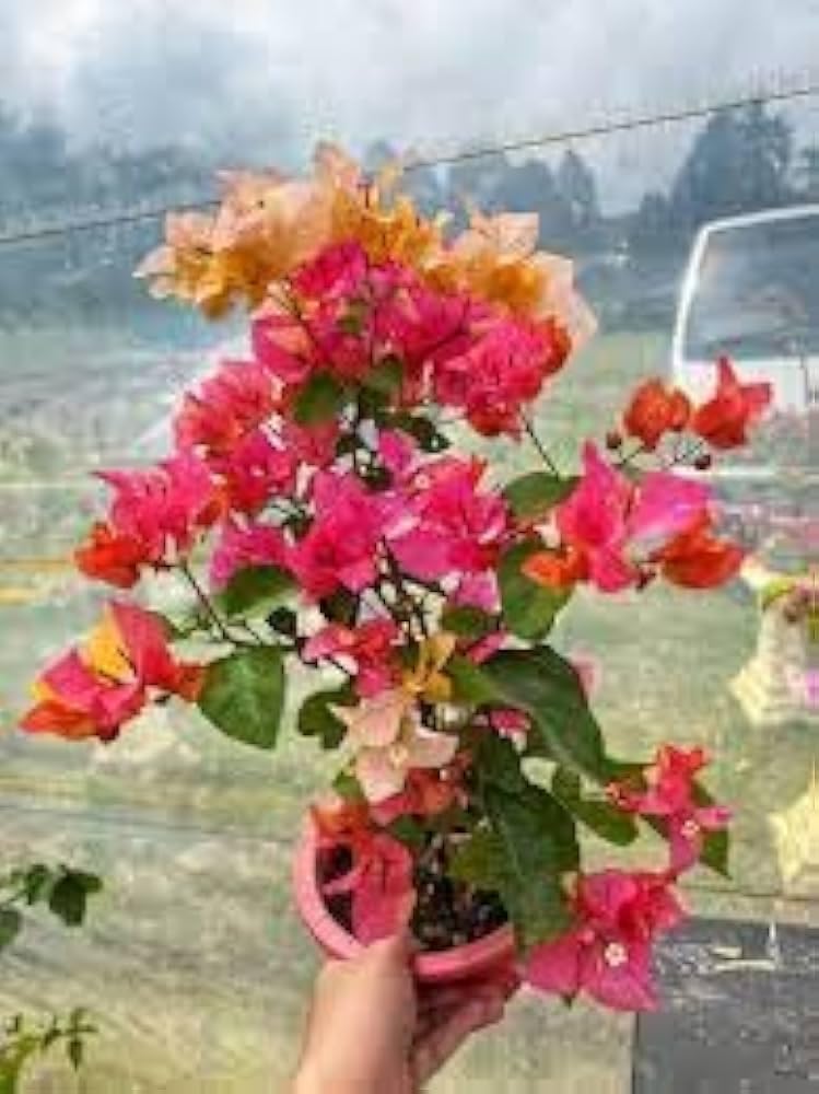 Adarna Bougainvillea Kagoj Ful Shrubs Grafted Flower Live Plants & Tree (1-2 Feet Size) - Adarna Bougainvillea Plant with Grow Bag | Plant for Outdoor & Home Garden