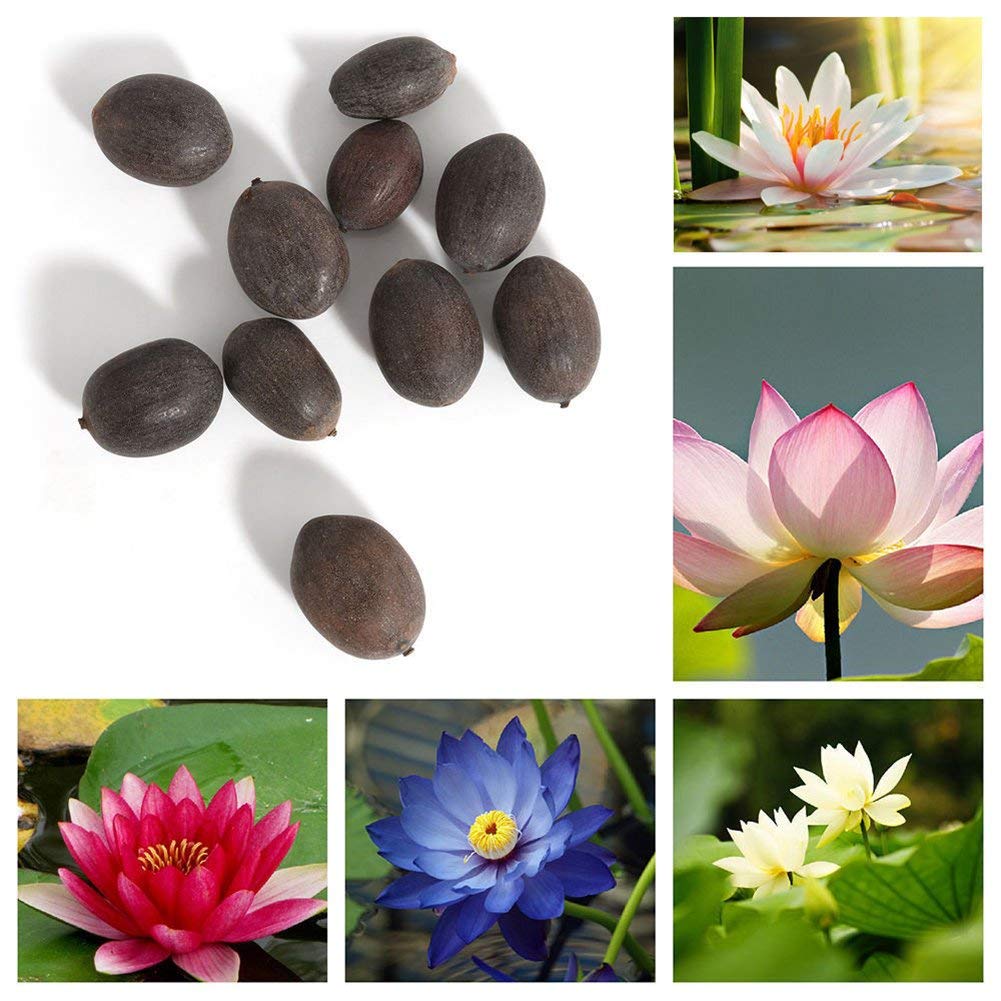 Dwarf Mix Colour Water Lotus Flower Plant Bowl Pond 15 Seeds Pack- Grow Indoor & Outdoor- Gro Year Round. - Seeds Ville