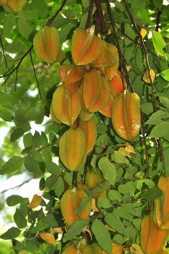 Seeds Ville Starfruit Plant Grafted Sweet Carambola Indonesia Variety 1-2ft