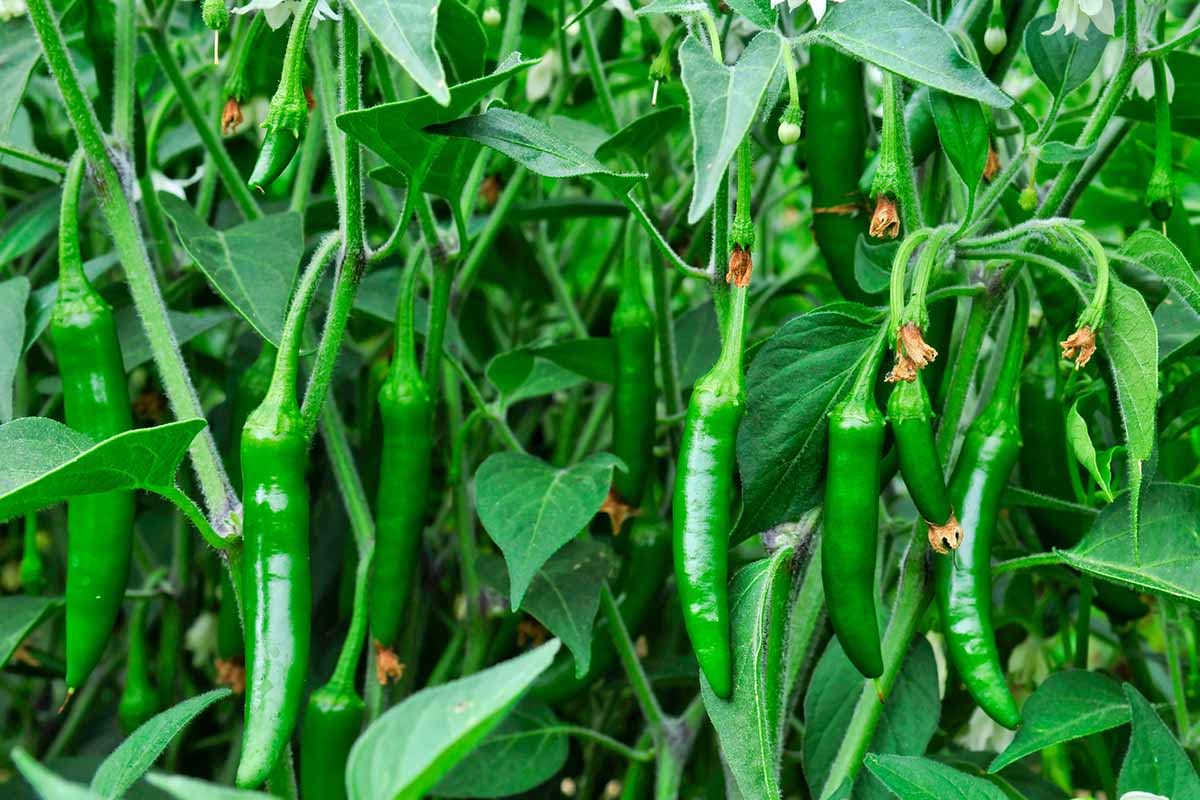 7 Variety Combo Organic Pepper Seeds - 50+ Seeds of Each Type - Over 350 Seeds,Organic Heirloom Varieties.