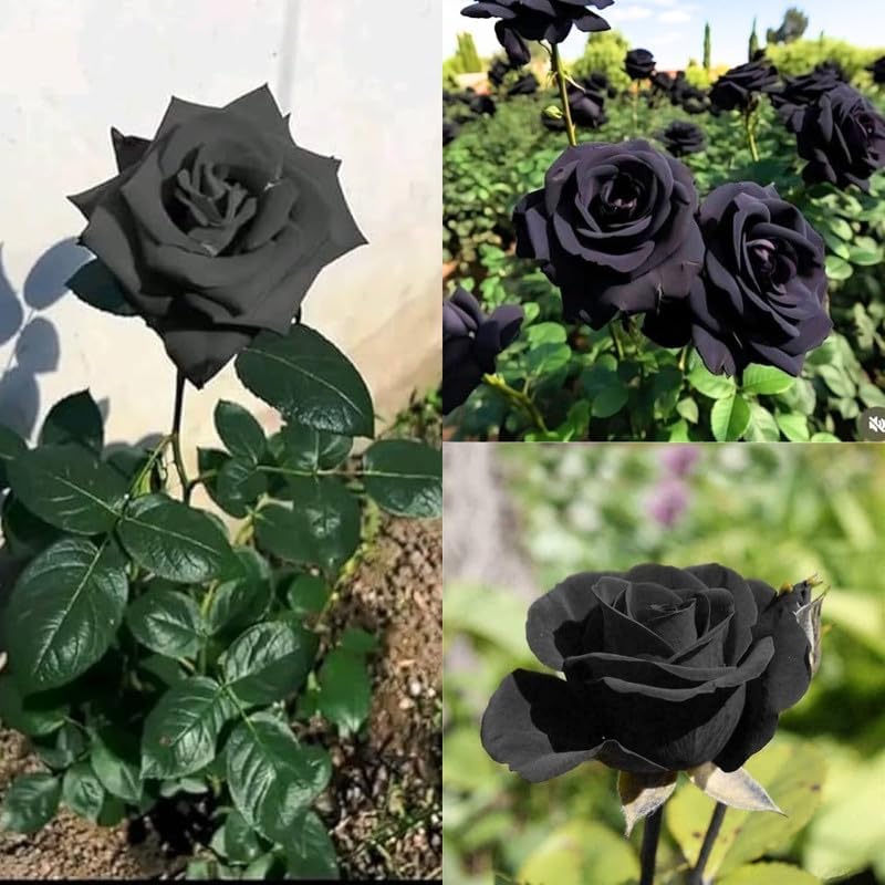 Seeds Ville Rare Black Rose Live Flowering Plant Pack of 1