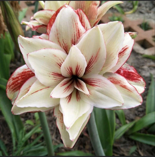 Radha Krishna Agriculture® Amaryllis Lily Flower Bulbs Double Imported for Home and Gardening Pack of 1 Bulbs (MAROON)