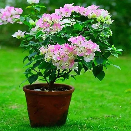Thai Delight Bougainvillea Flower Live Plant, Bougainvillea x buttiana Kagoj, Paper Flower, Nyctaginaceae Paper Healthy Plant - Seeds Ville
