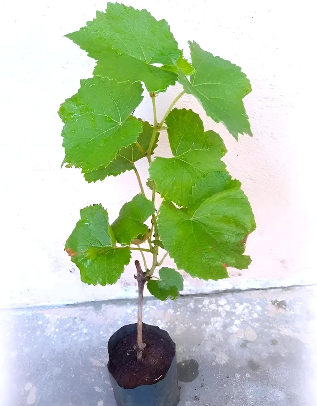 Live Grapes Plant Combo Pack of 3 | Black, Red & Green Fruit-Bearing Grafted Vines | Healthy Saplings for Home Garden, Terrace, Balcony | Organic Grape Plants Combo Pack of 3